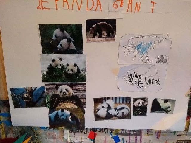 Affiche sur le panda