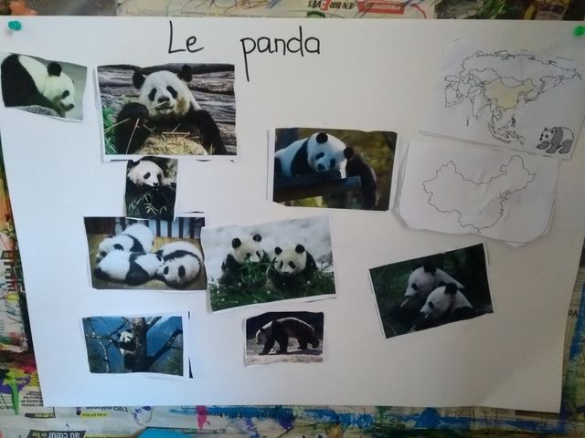 Affiche sur le panda