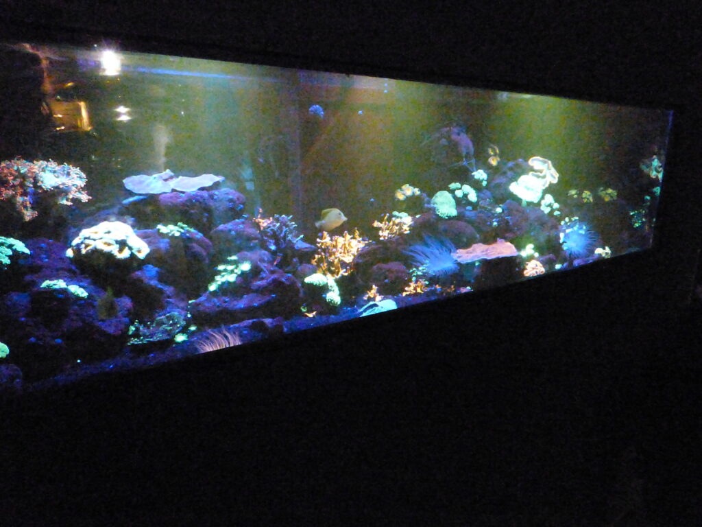 Coraux phosphorescents à l'Aquarium de Paris