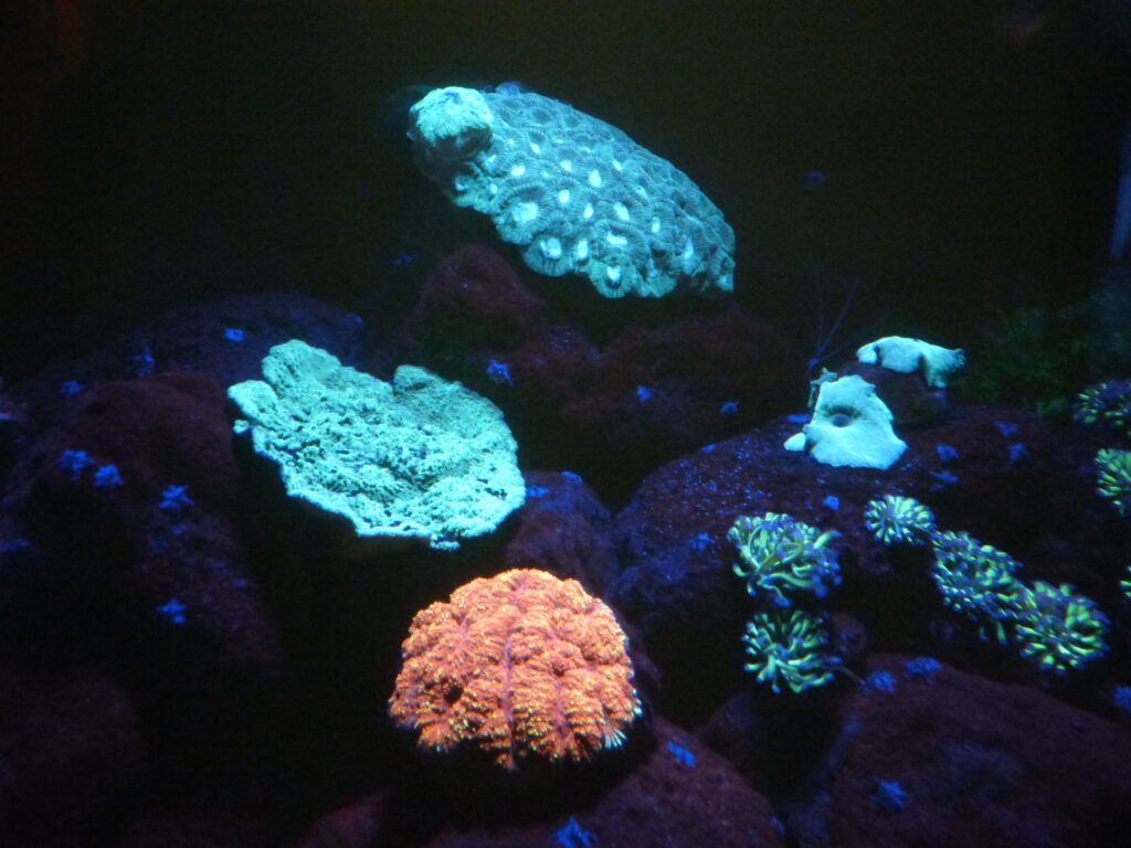 Coraux phosphorescents à l'Aquarium de Paris