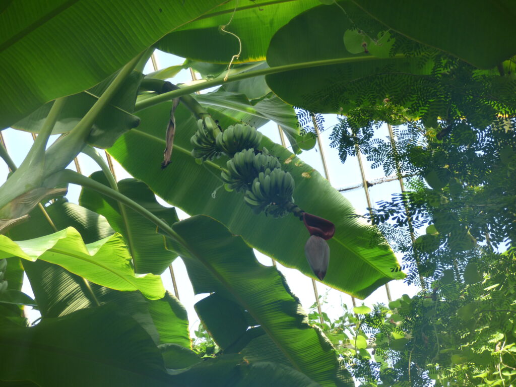 Kew Gardens, dans la serre