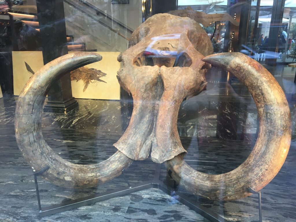 Fossile de mammouth