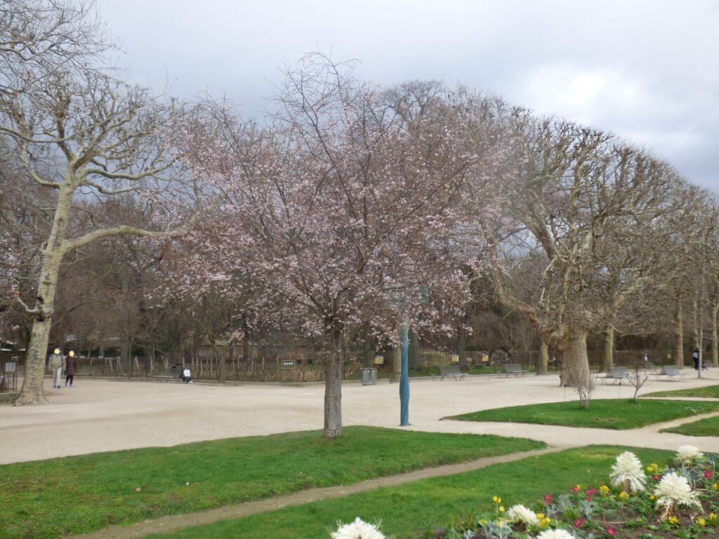 Jardin des plantes, arbre printanier