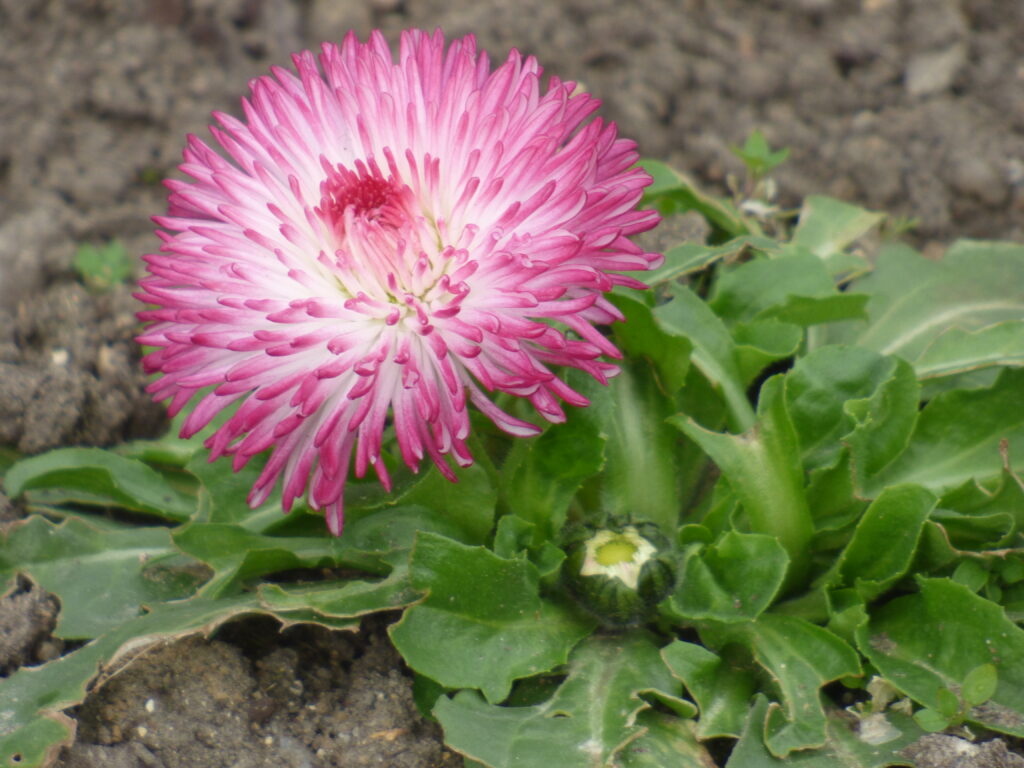 Jardin des plantes, fleur