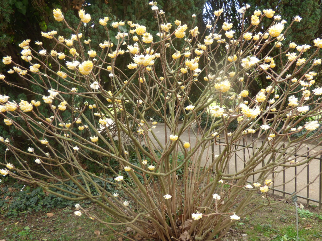 Jardin des plantes, buisson printanier