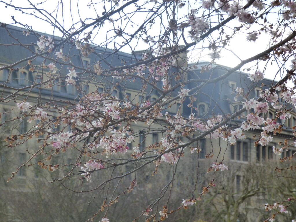 Jardin des plantes, branche fleurie