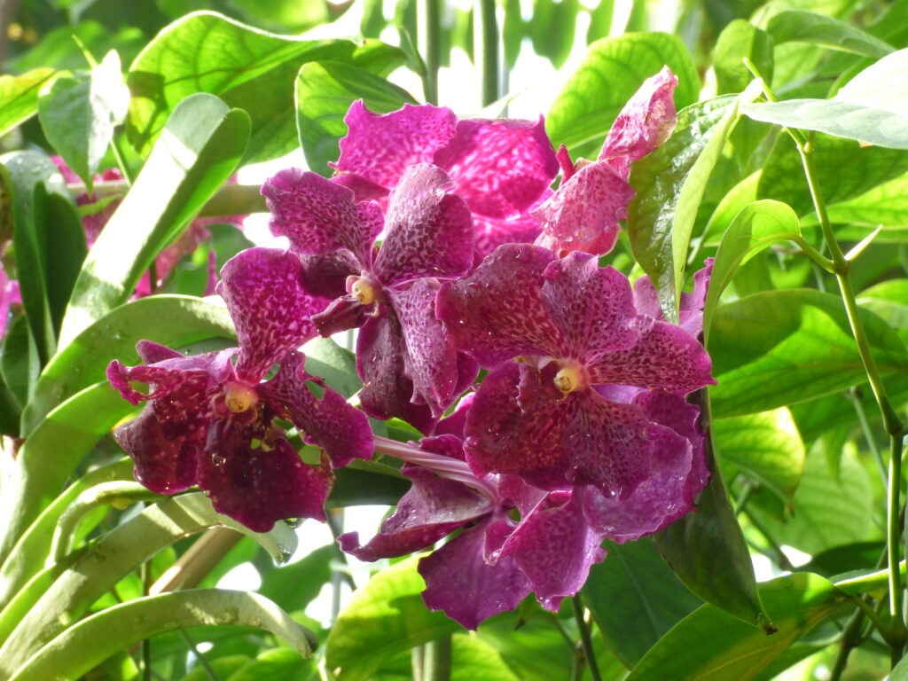 Visite Serres expo Orchidées
