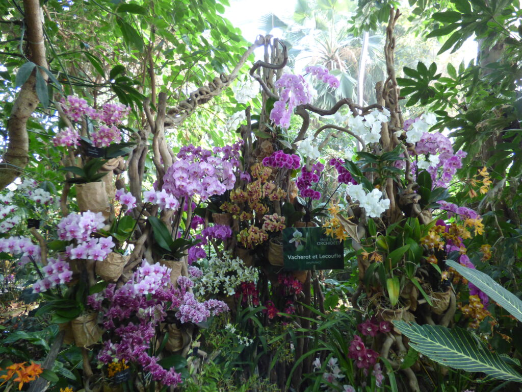 Visite Serres expo Orchidées