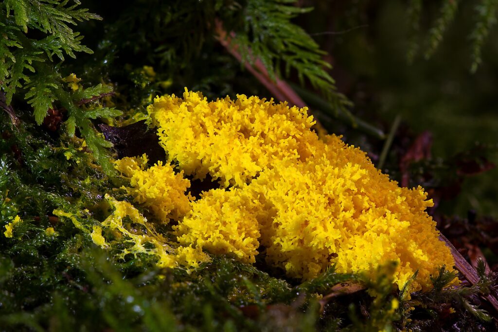 Physarum polycephalum, le blob