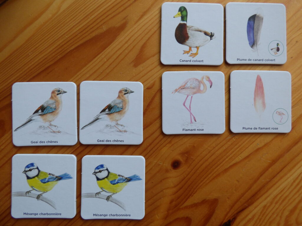 Mémo des oiseaux, cartes