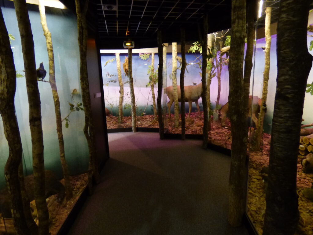 Blois Muséum d'histoire naturelle, couloir forestier