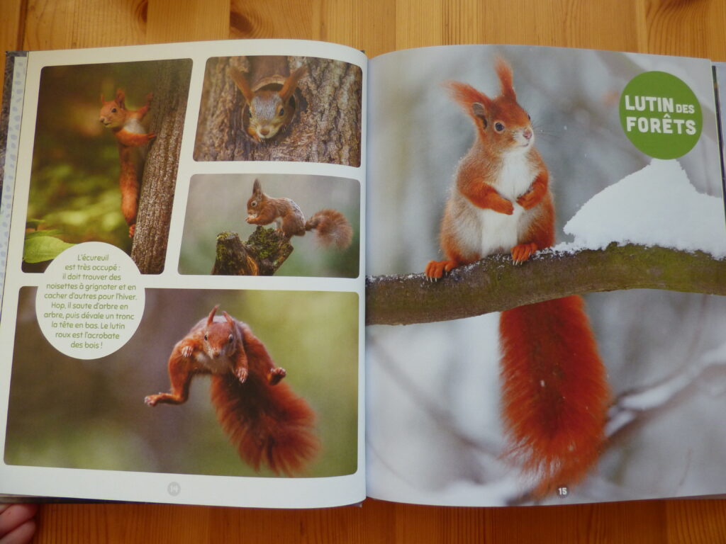 Les animaux les plus mignons du monde, extrait