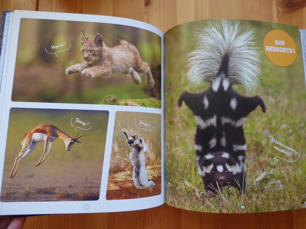 Les animaux les plus mignons du monde, extrait