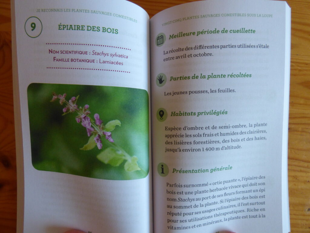 Je reconnais les plantes sauvages comestibles, extrait