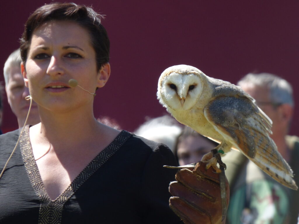 Orléans Fête médiévale, spectacle rapaces