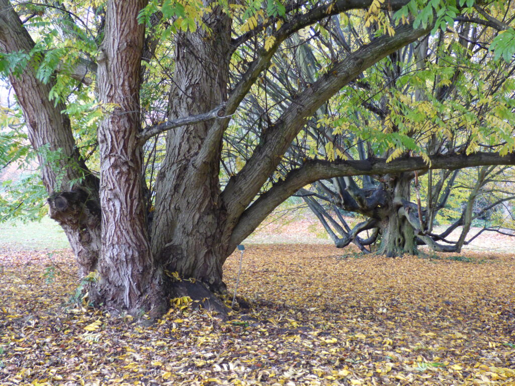 Parc de la Vallée-aux-Loups