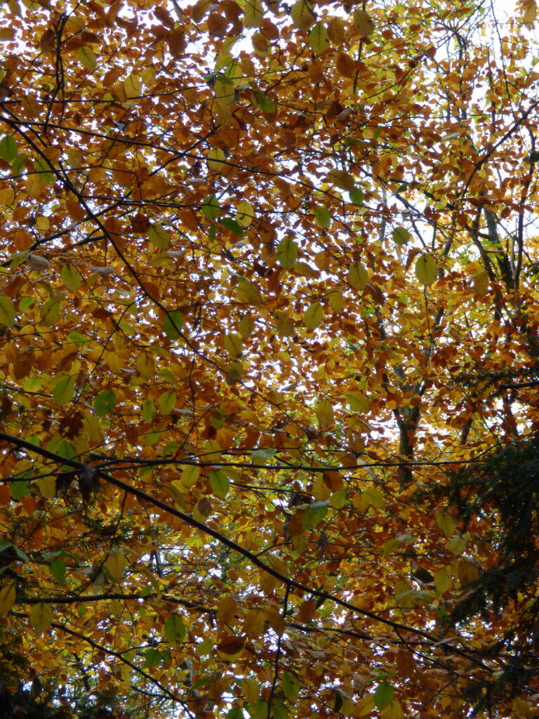 Parc de la Vallée-aux-Loups