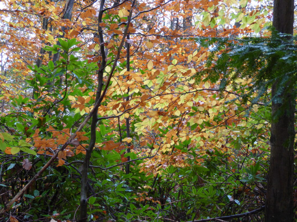 Parc de la Vallée-aux-Loups