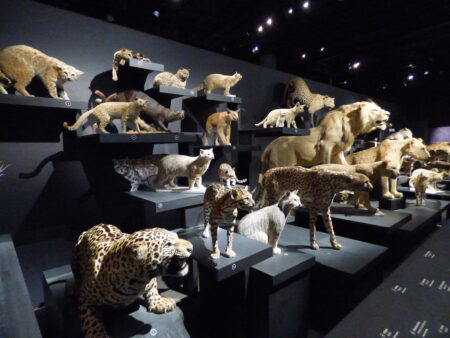Exposition Félins au Muséum national d'histoire naturelle