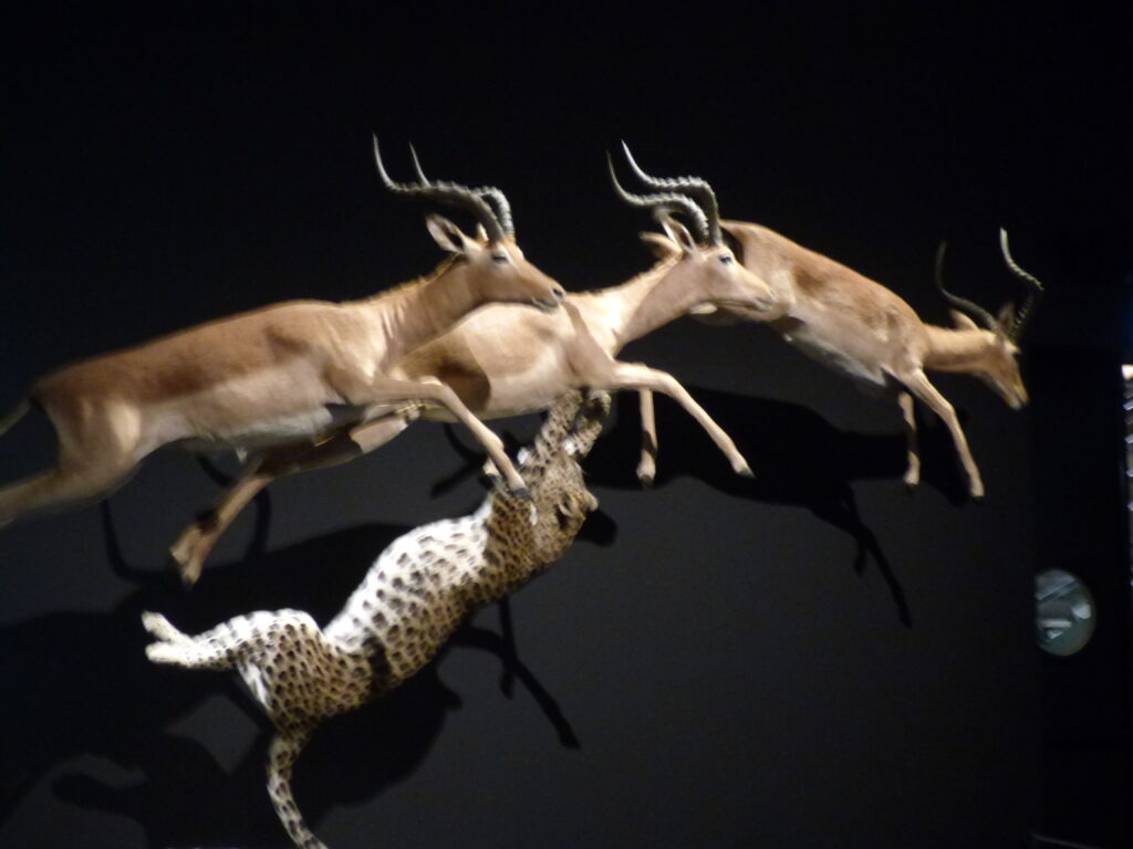 Exposition Félins au Muséum national d'histoire naturelle