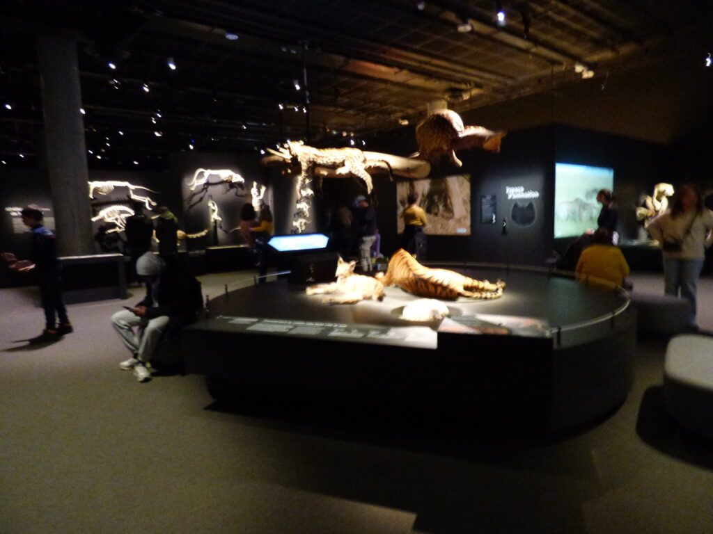 Exposition Félins au Muséum national d'histoire naturelle