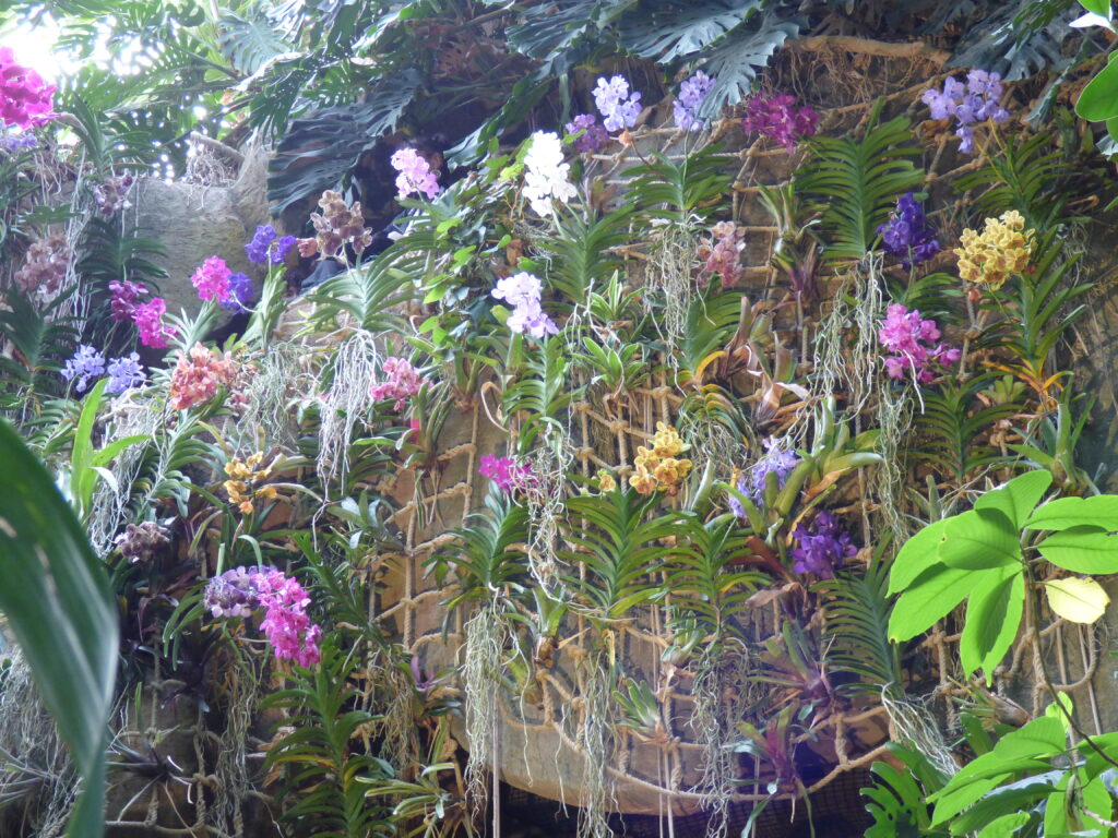 Exposition Mille et une orchidées 2024, Grandes serres du Jardin des Plantes