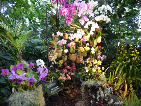 Exposition Mille et une orchidées 2024, Grandes serres du Jardin des Plantes