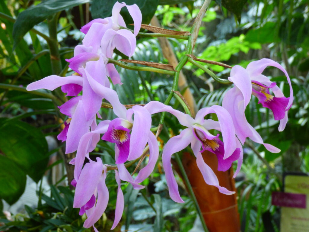 Exposition Mille et une orchidées 2024, Grandes serres du Jardin des Plantes