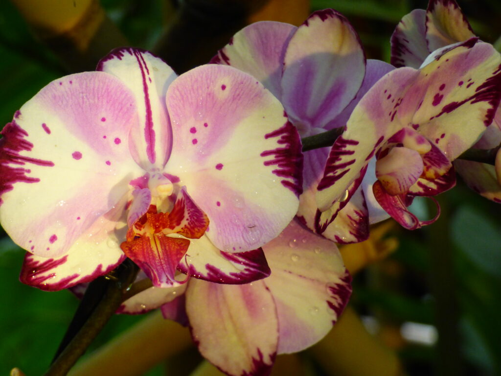 Exposition Mille et une orchidées 2024, Grandes serres du Jardin des Plantes