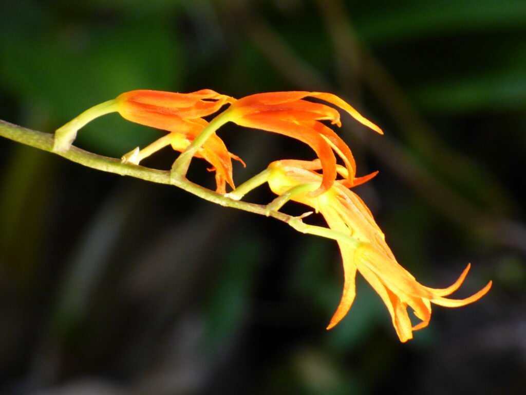 Exposition Mille et une orchidées 2024, Grandes serres du Jardin des Plantes