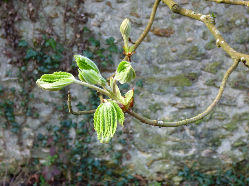 Bourgeons de printemps