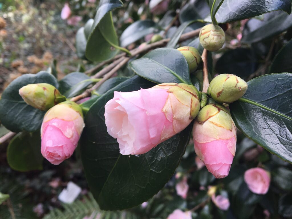 Fleurs de printemps