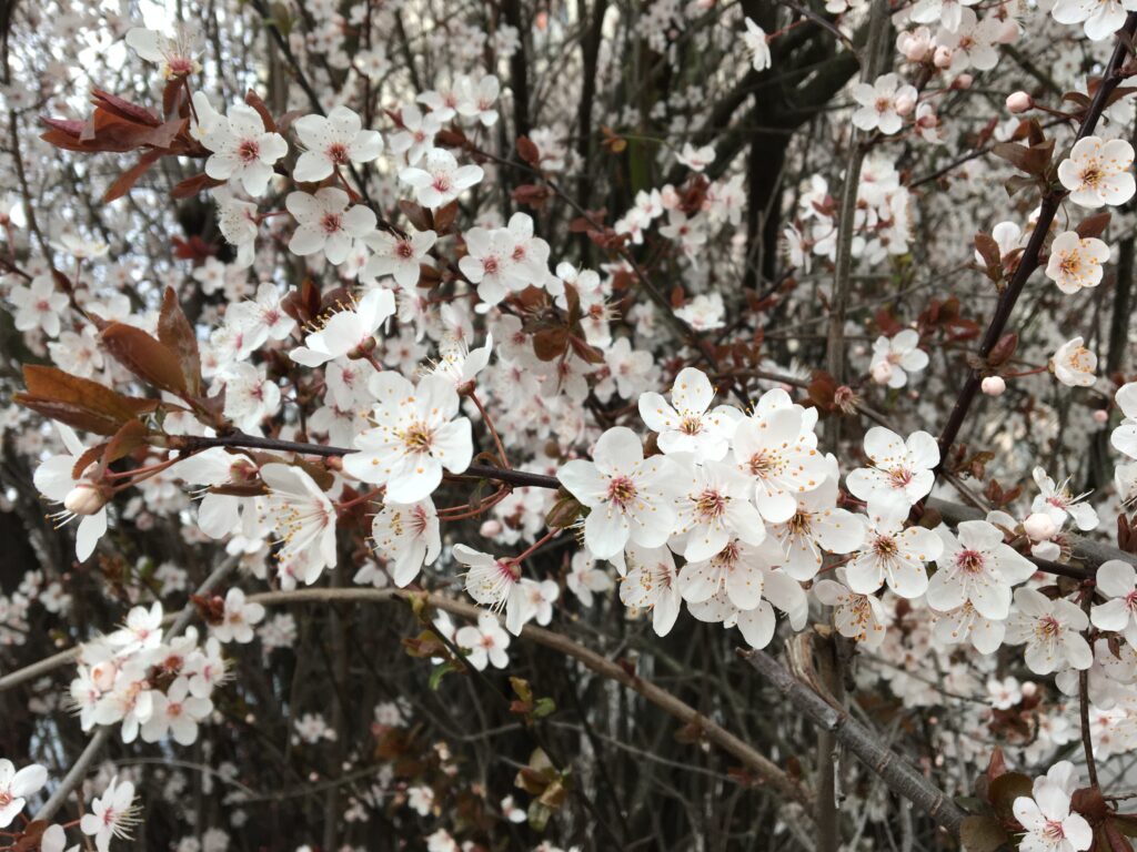 Fleurs de printemps