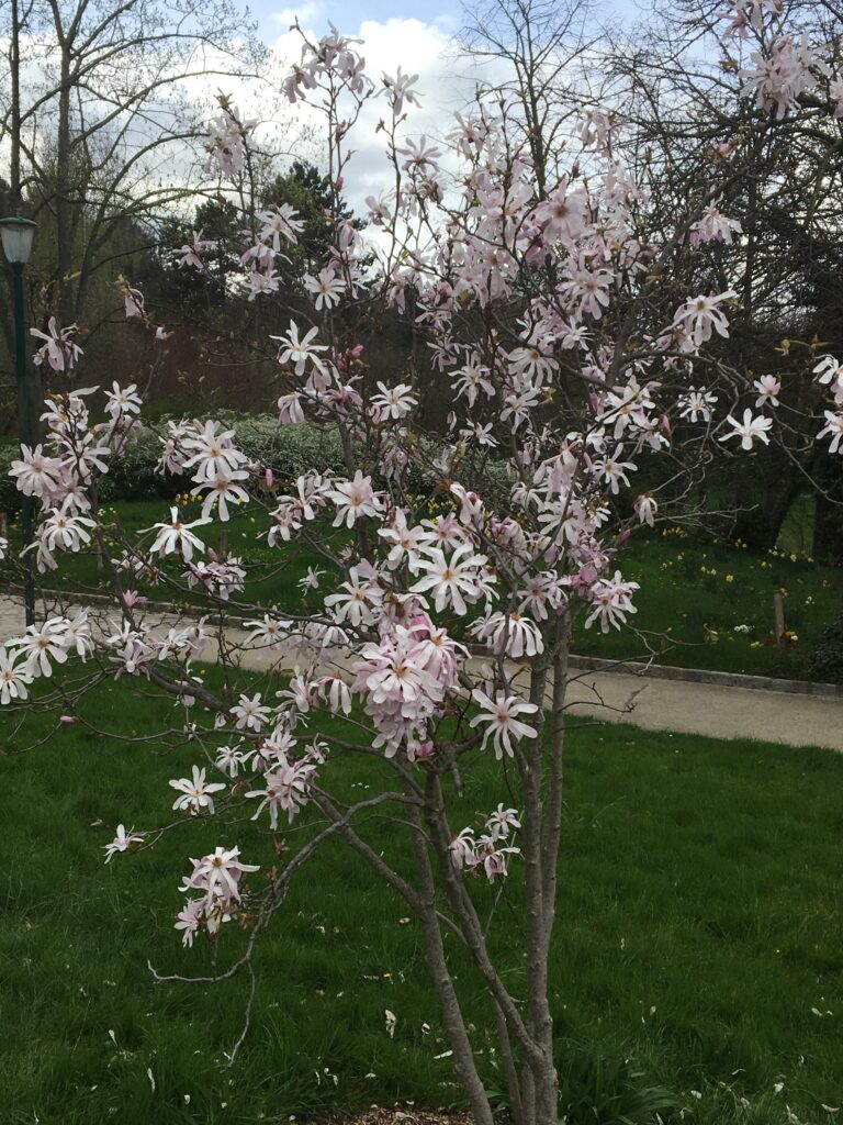 Fleurs de printemps